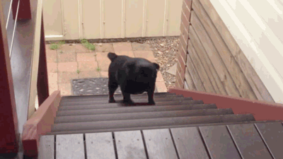 4o4dFupqzpgLmGcGjtYDuu.gif