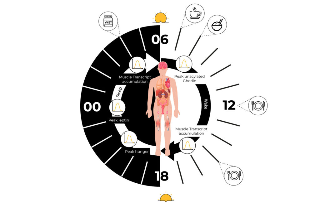 How_To_Set_Nutrient_Timing_And_Its_Benefits.jpg