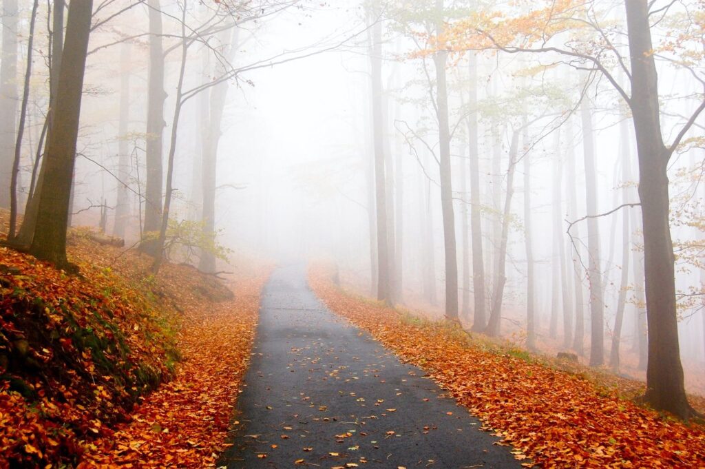FallFoliage.jpg