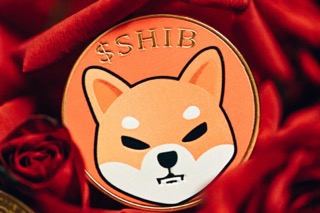 Shiba-Inu-Small-1.jpeg