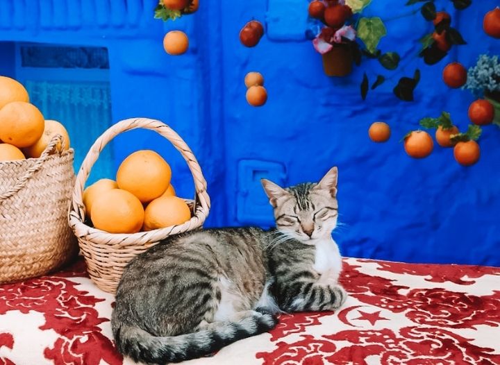 The-Most-Instagrammable-Photo-Spots-in-Chefchaouen-Feature.jpg